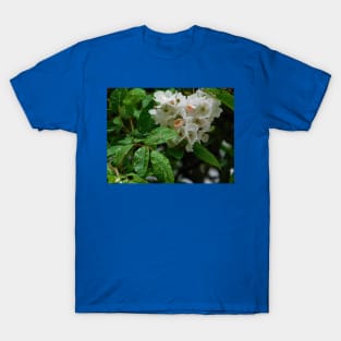 Raindrops on roses T-Shirt